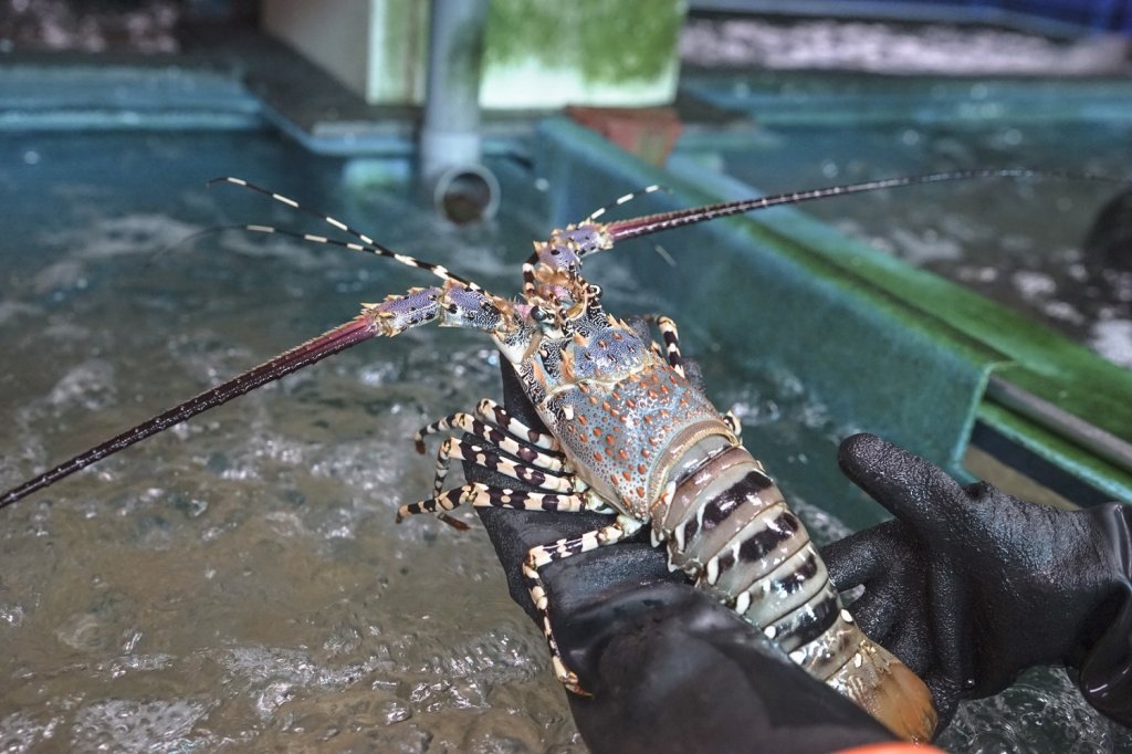 進口海鮮~讓餐桌擁有大海的鮮甜，從漁船到餐桌，不超過 12 小時的極致鮮度承諾