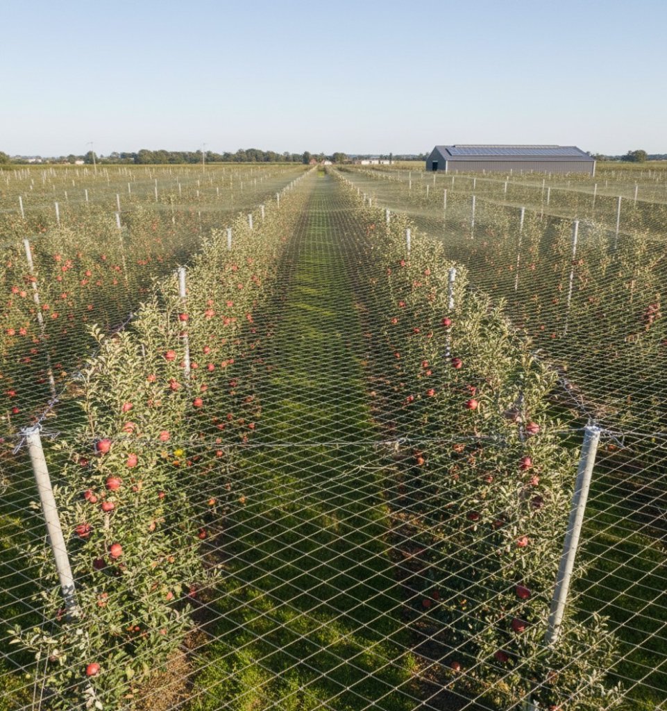 防鳥網安裝指南：步驟與技巧