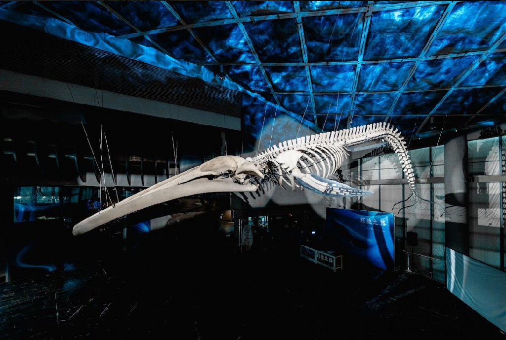 全台首座藍鯨骨骼標本 屏東海生館震撼登場
