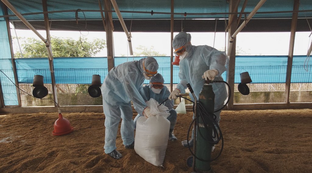 臺南學甲區土雞場爆發H5N1禽流感事件 動保處採取果斷行動遏止疫情擴散
