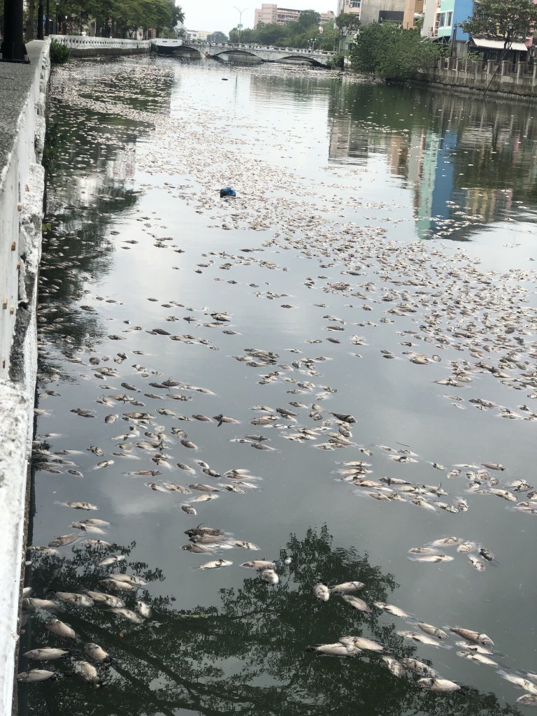 康芮颱風後台南運河現魚屍遍佈 李啟維：需儘速處理避免惡臭擴散