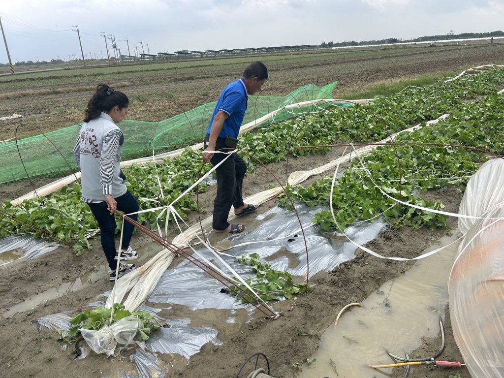 康芮颱風過後 台南北門紅蔥頭、玉米、番茄及多項農作物災損慘重 立委陳亭妃請農業部速啟災後補助