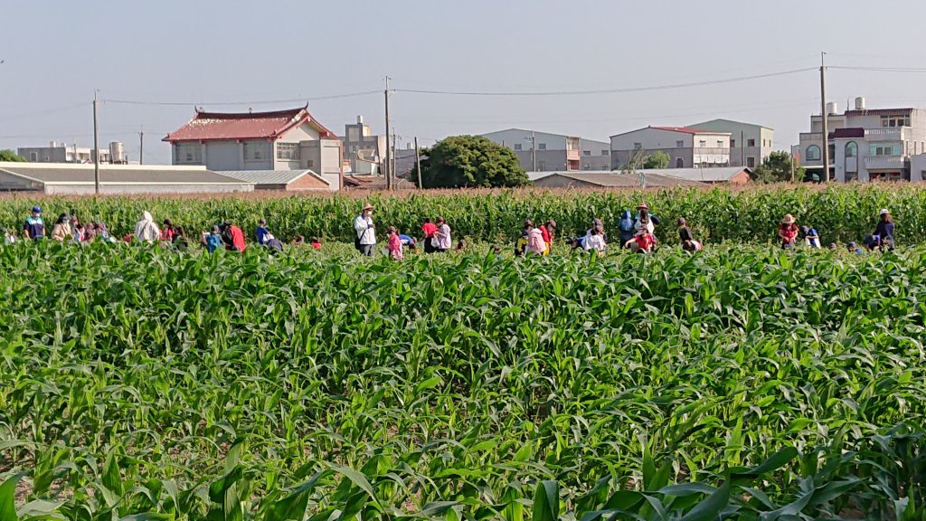 【默子-鄉居拾穗】戶外教學採野菜