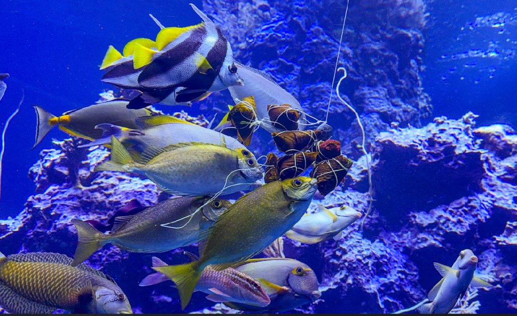 端午限定！屏東海生館推「海洋粽」 魚兒也過節