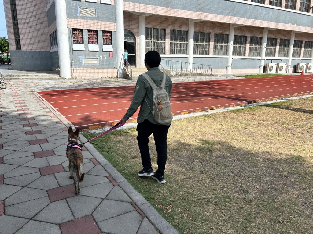 屏縣動保條例正式生效 遛狗不繫繩最高開罰1萬5