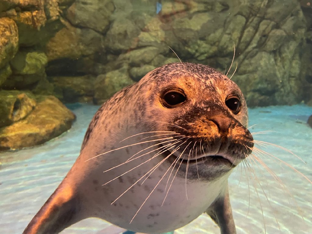 海豹「夏綠蒂」萌翻全場 屏東海生館飼育員互動畫面網友直呼：我也想當海豹！