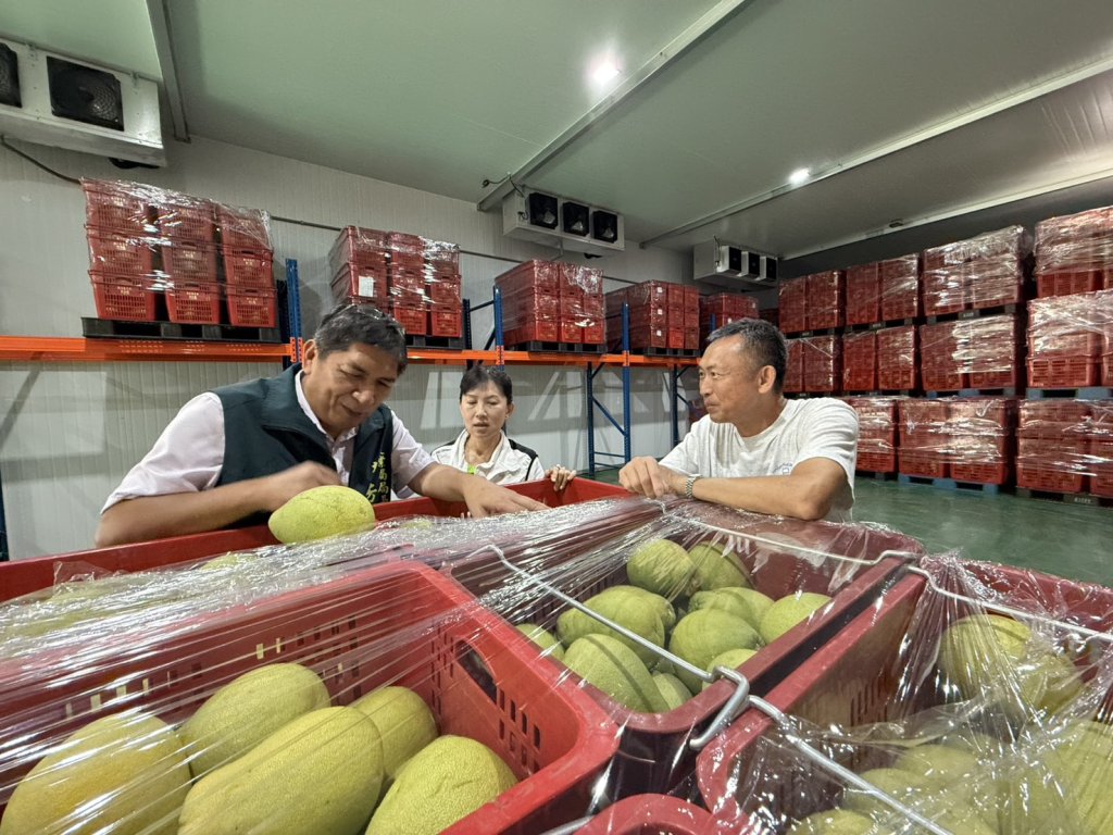 臺南文旦皆經過嚴格品質控管  即將採收  籲民眾踴躍訂購