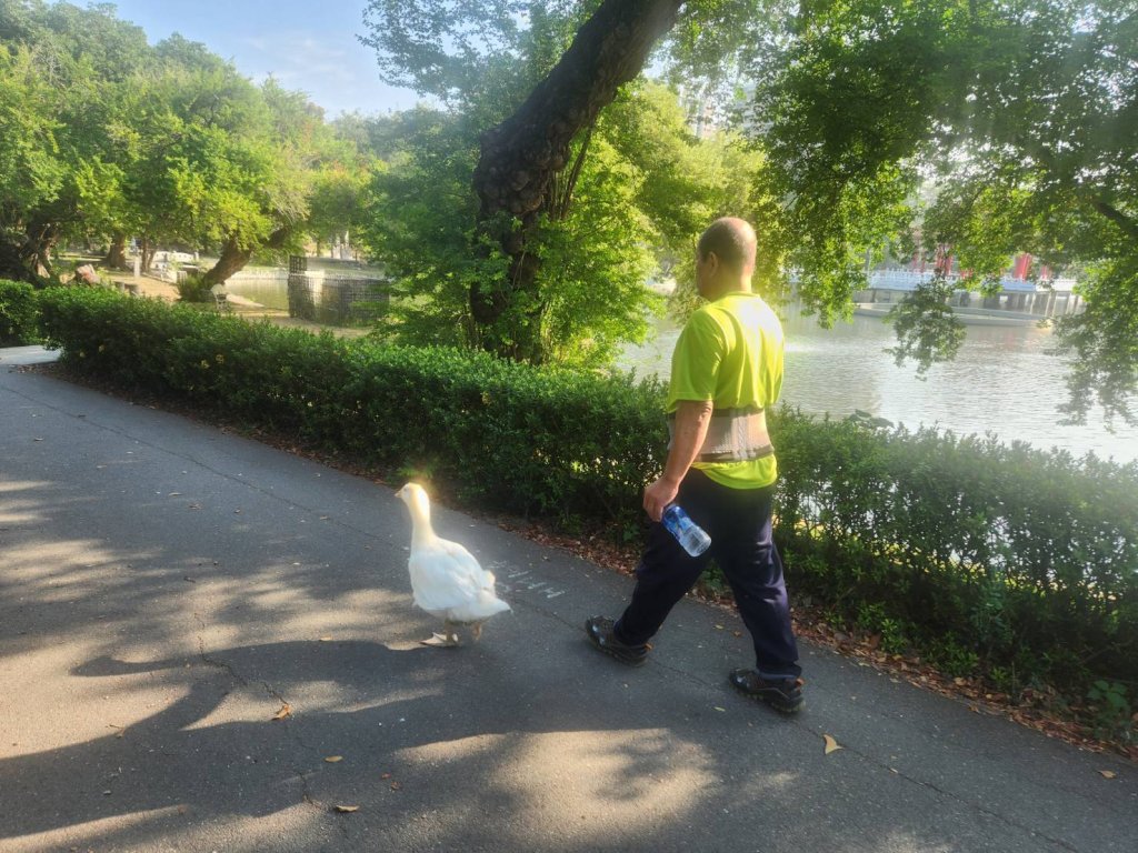 大白鵝帶阿伯運動！台南公園出現「鵝界健身教練」