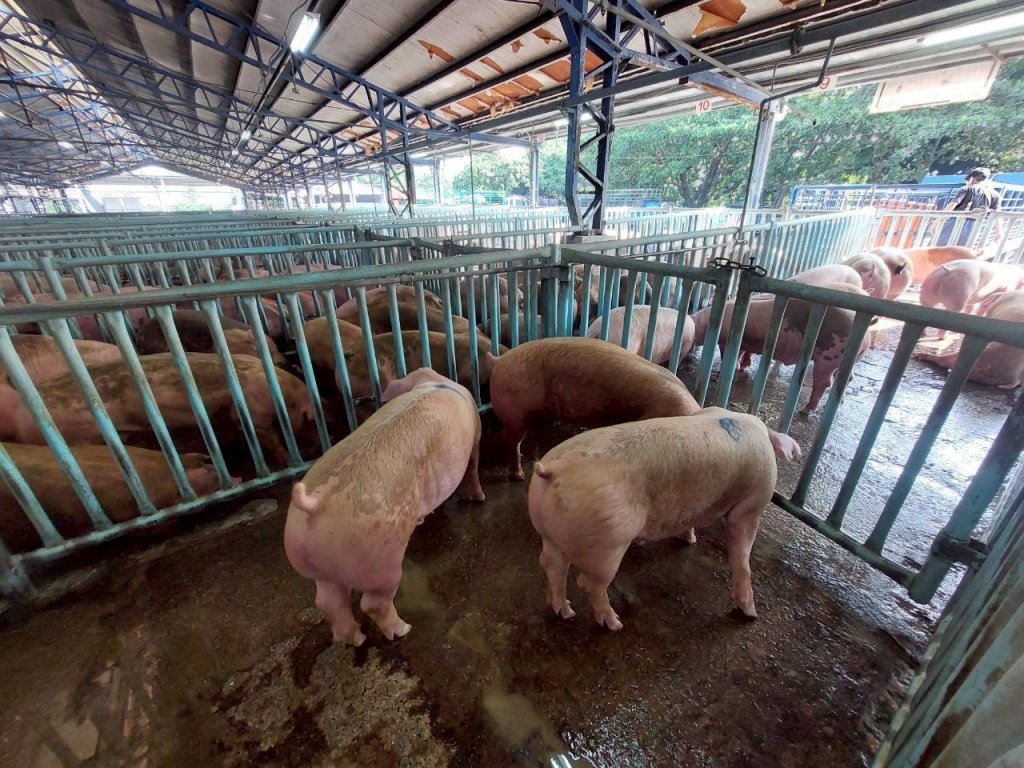 全國肉品市場恢復開市 臺南市嚴格防疫守護肉品安全