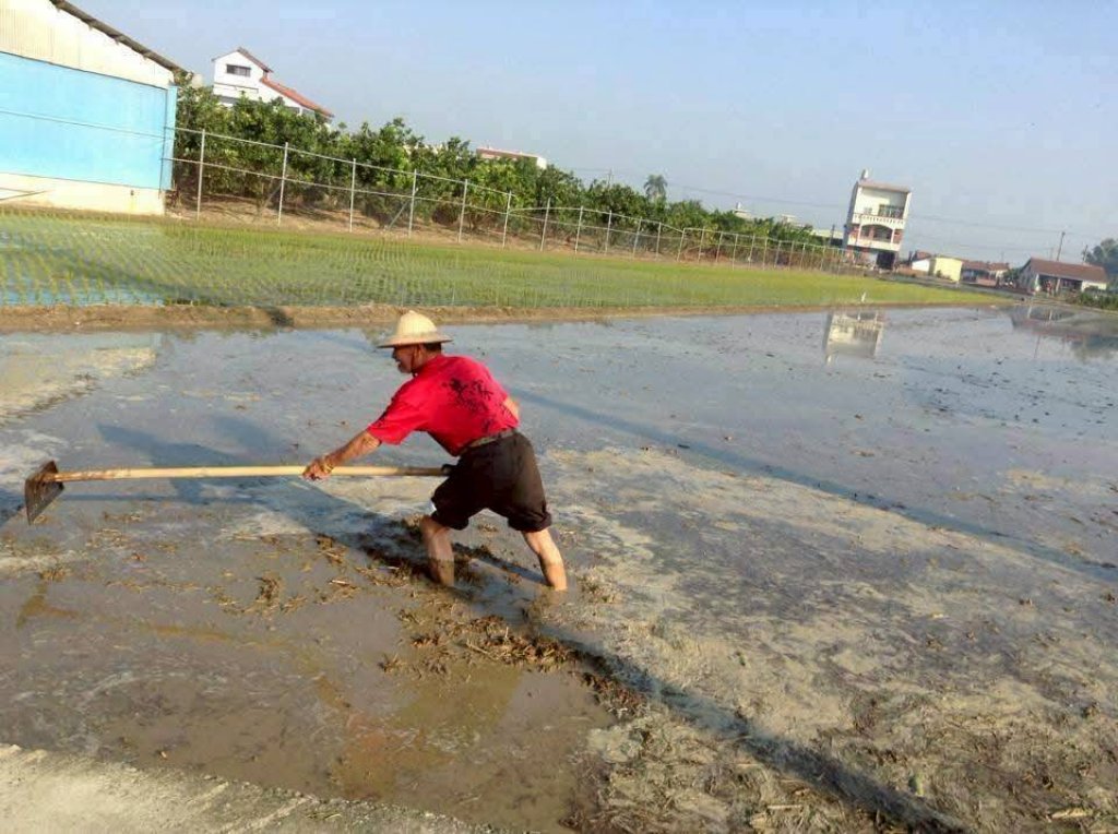 【默子-鄉居拾穗】一粒米百樣工