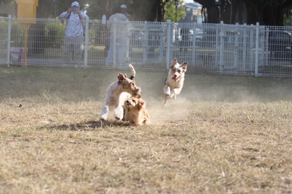 毛孩笑了！長興生態寵物公園開園　北區增添最暖散步新地標