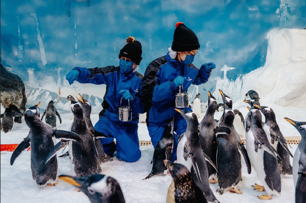 企鵝寶寶報到！屏東海生館打造雪國場景迎聖誕