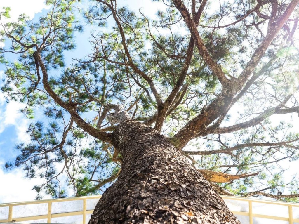 走進時空森林　《我的墾森植感手札》墾森百年植物特展歲末開展