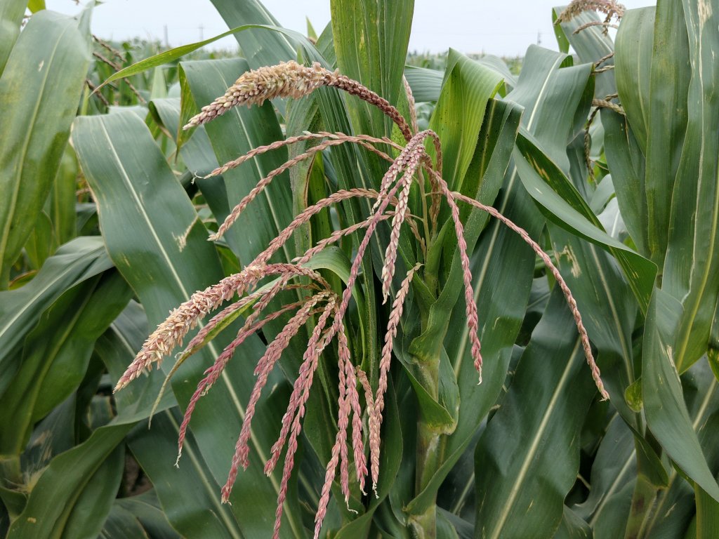 【默子-鄉居拾穗】玉米田裏好收成