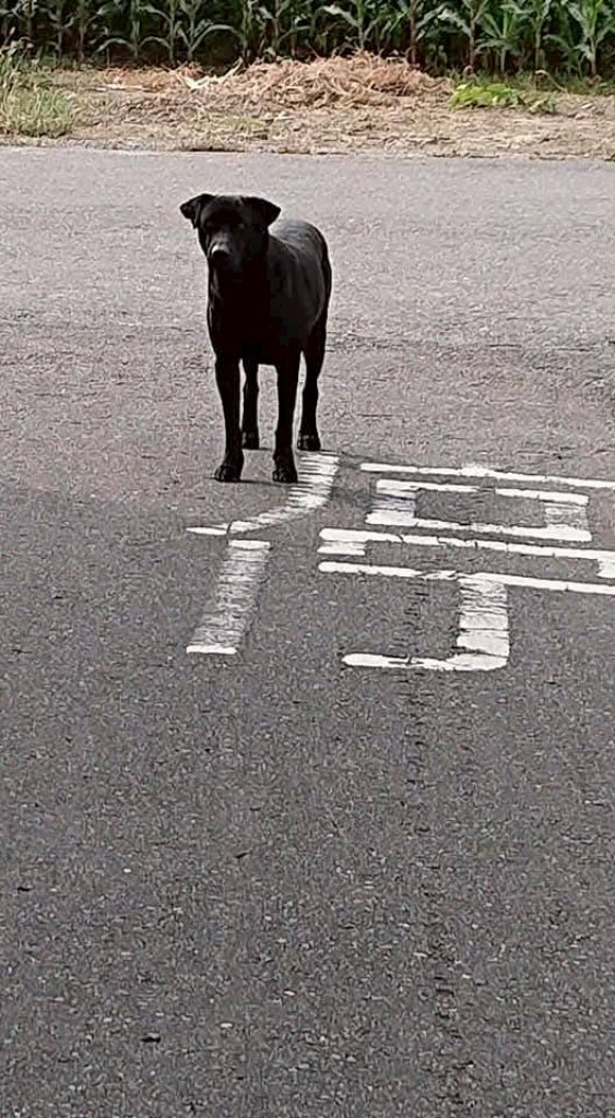 【默子-鄉居拾穗】就是要停看聽