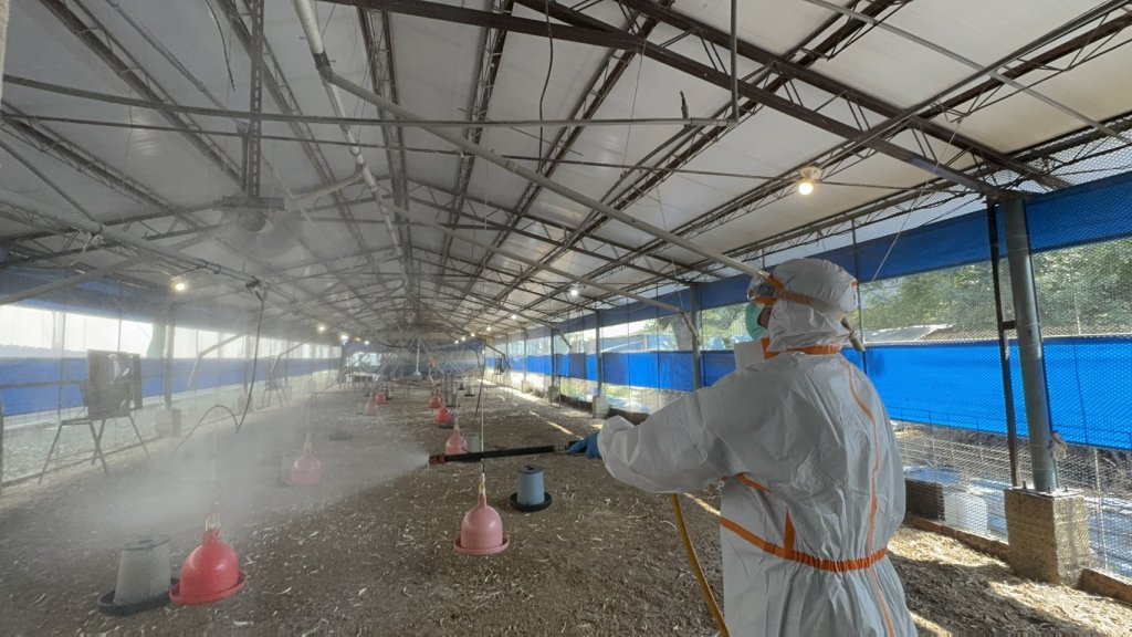 臺南市後壁區蛋中雞場確診H5N1高病原性禽流感 動保處迅速撲殺消毒、全面強化防疫