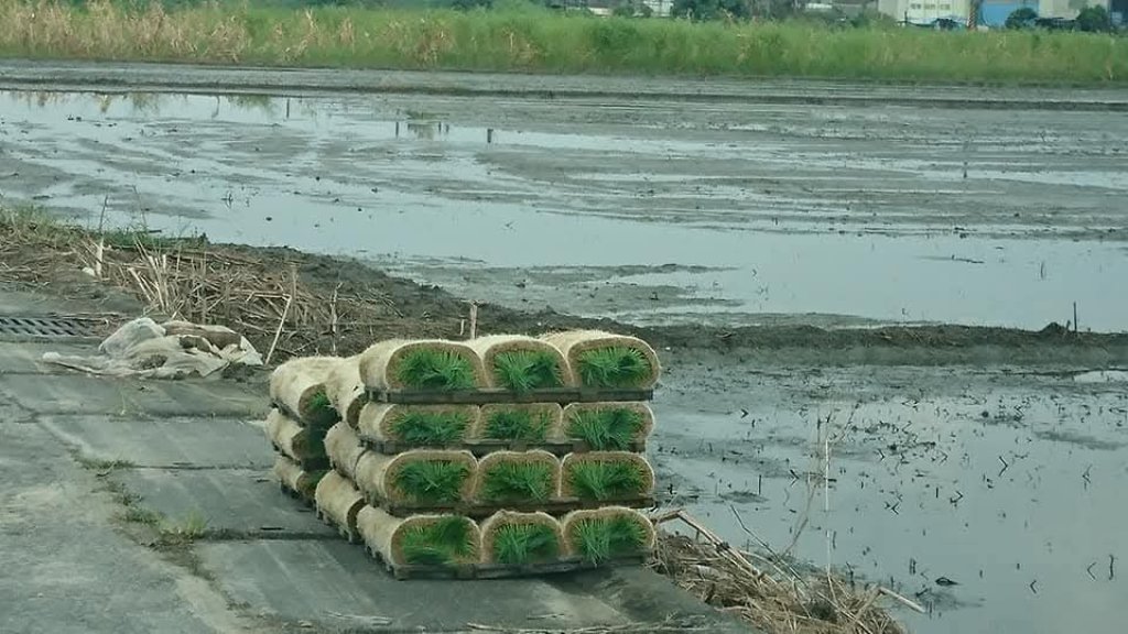 【默子-鄉居拾穗】田園牌捲餅上市了