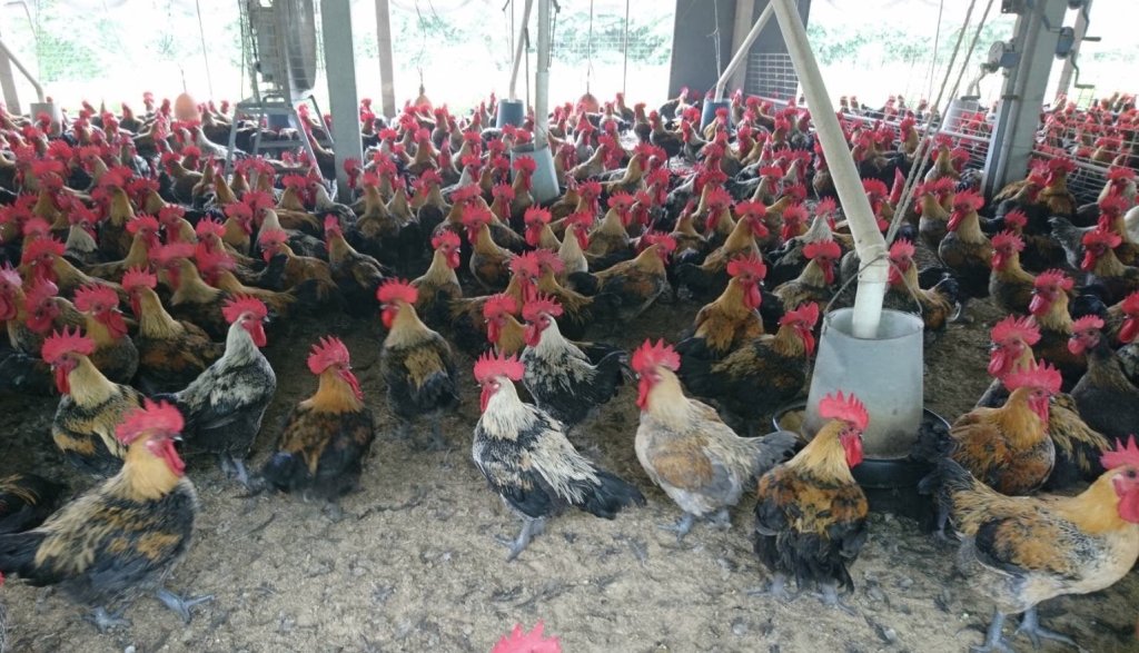 國人肉類消費首選家禽肉 臺南推廣國產雞肉安心又健康