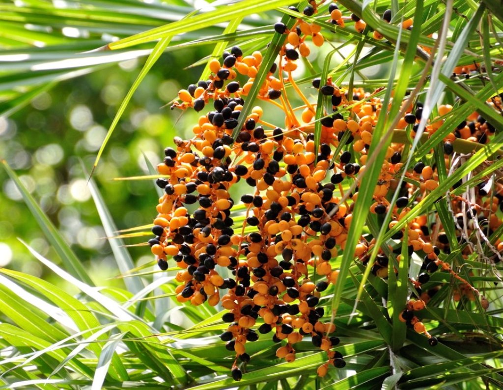 串聯山海百年記憶    西屏山古道體驗帶民眾走讀恆春歷史