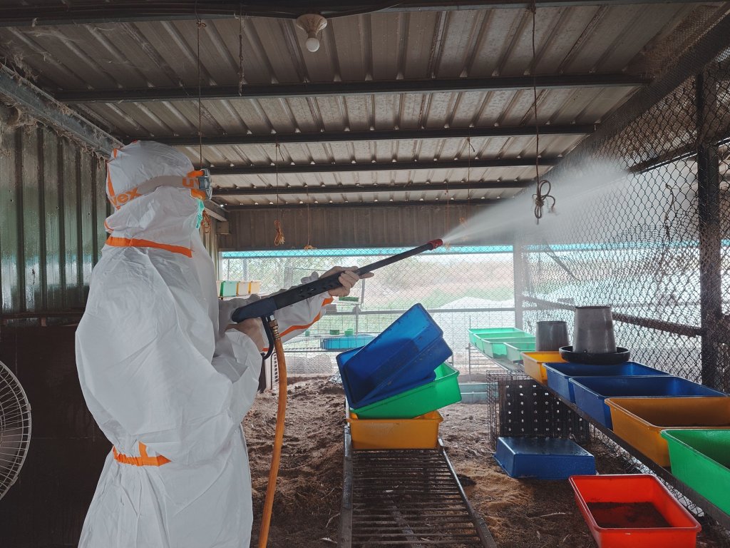 禽流感來襲！南市蛋雞場確診    動保處即刻啟動防疫網