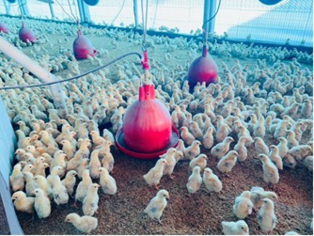 防範禽流感不鬆懈　動保處全面強化防疫網