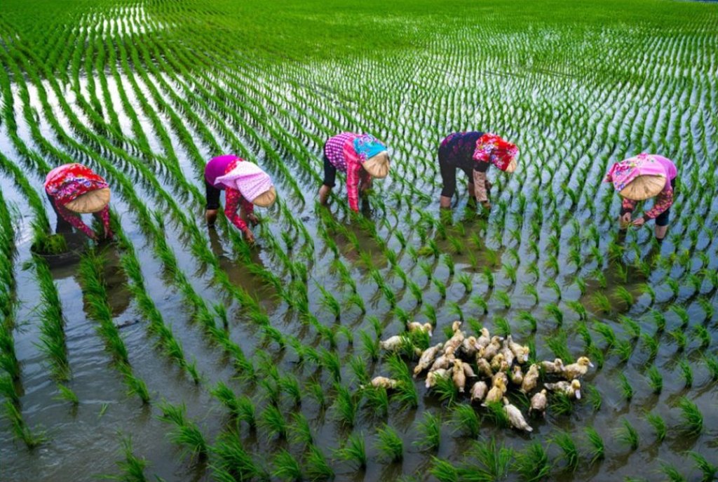 用鏡頭說土地故事 後壁米鄉攝影展 帶民眾走進純樸稻鄉