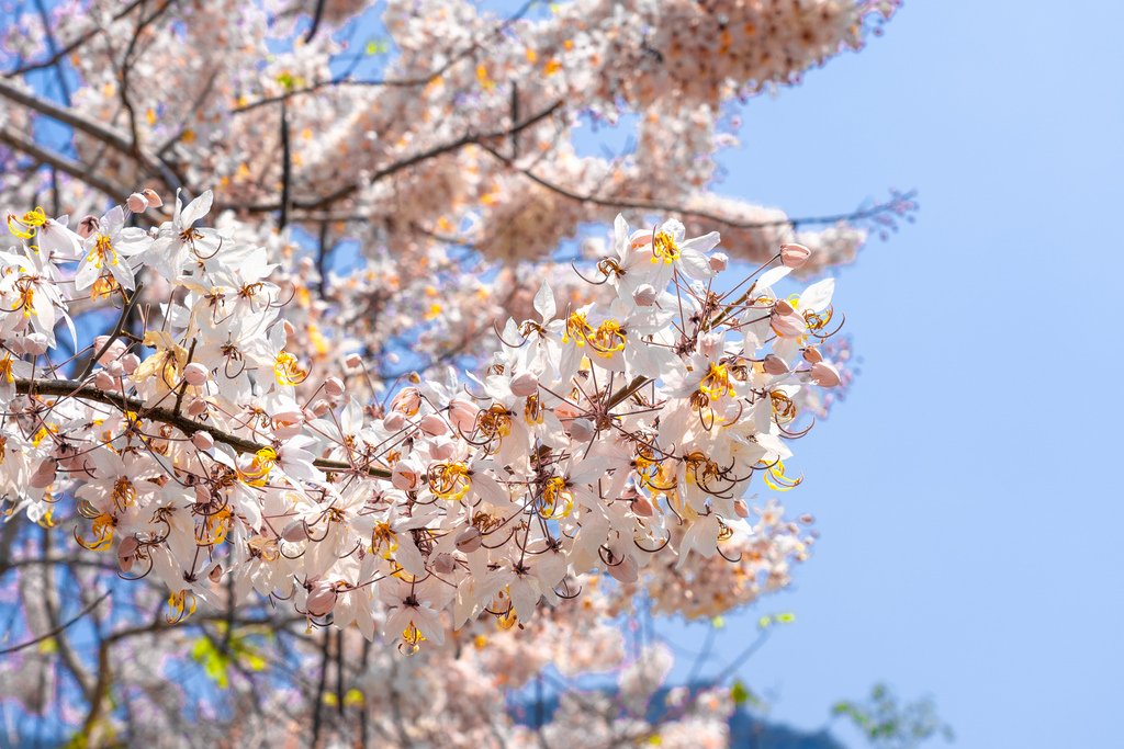 春遊臺南正當時！連假活動滿檔 親子賞花玩不停