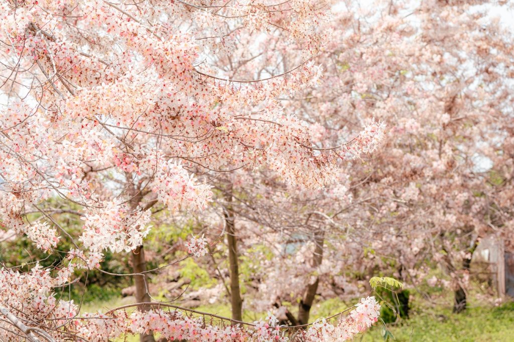 台南賞螢季開跑 梅嶺賞螢結合桐花祭與溫泉體驗