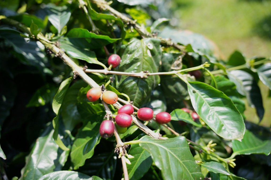 落山風烘出世界級風味　屏東咖啡飄香國際