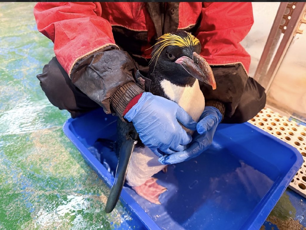 企鵝也要健檢！海生館專業守護萌星健康