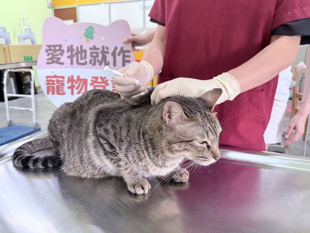 貓奴注意！幫主子完成登記＋絕育　500元禮券直接領
