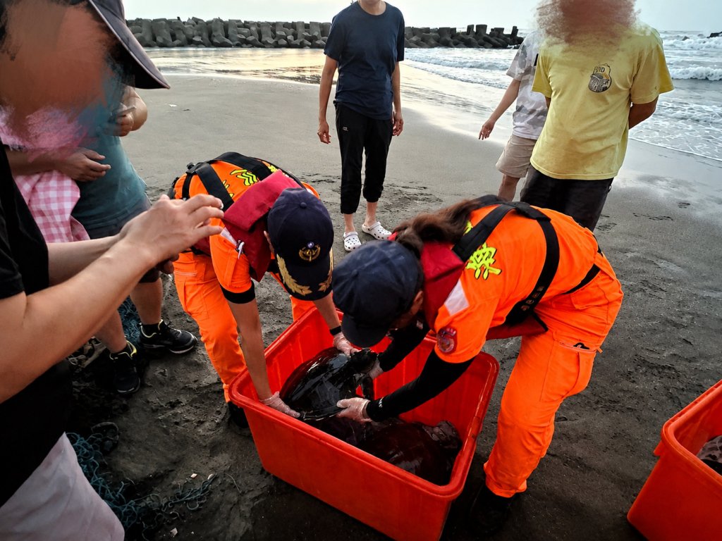 漁網纏繞3隻保育海龜 海巡趕赴沙洲剪網救援