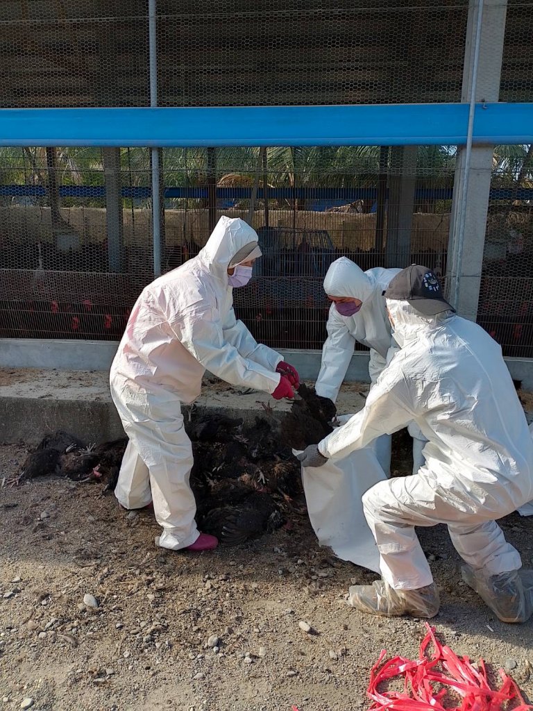 養禽業者主動通報鹽埔鄉土雞場確診感染H5N1禽流感<大和傳媒>