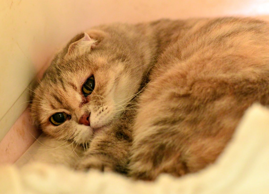 2月22日幸福貓之日，新北動物之家認養貓咪送提籠<大和傳媒>