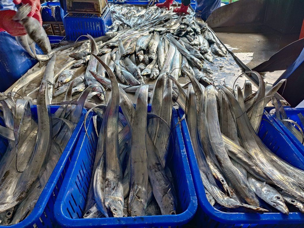 開拓白帶魚市場，貢寮區漁會推白帶魚罐頭<大和傳媒>