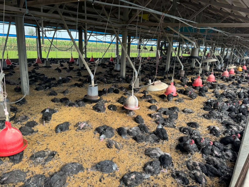 雲林禽流感疫情持續發生 禽農須提高警覺<大和傳媒>