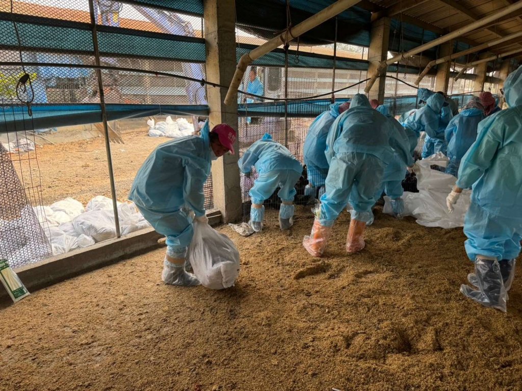 台西鄉土雞場發生H5N1禽流感疫情<大和傳媒>