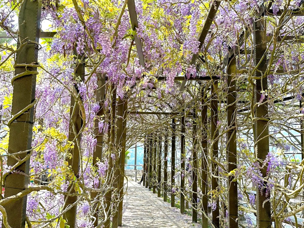 瑞里紫藤花紫色野餐登場 吸引遊客共享春日美好<大和傳媒>