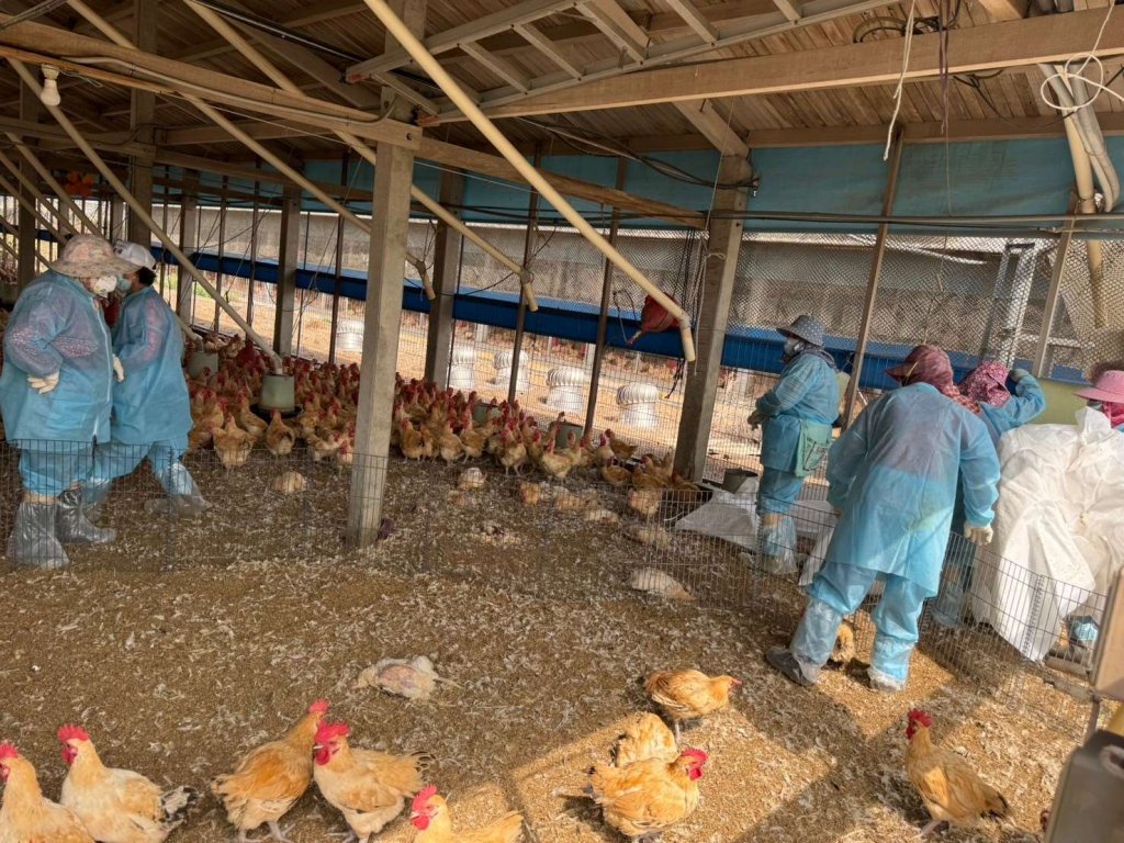 莿桐鄉土雞場發生H5N1禽流感疫情<大和傳媒>