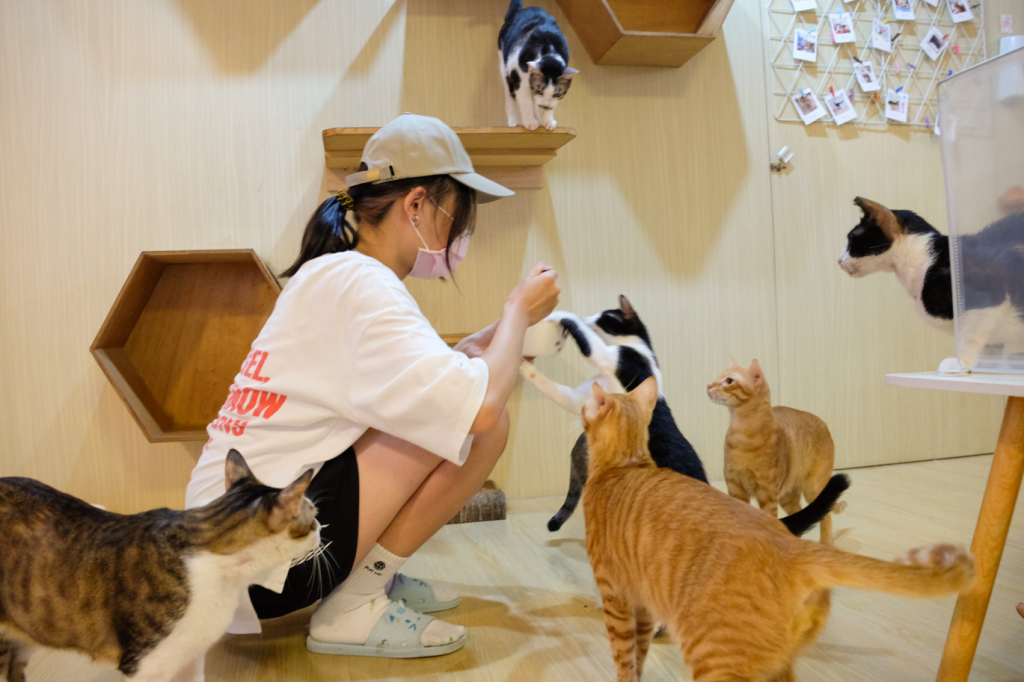 高雄青創寵愛毛孩 8年級生開貓咪咖啡館！為500隻流浪貓找到新家<大和傳媒>