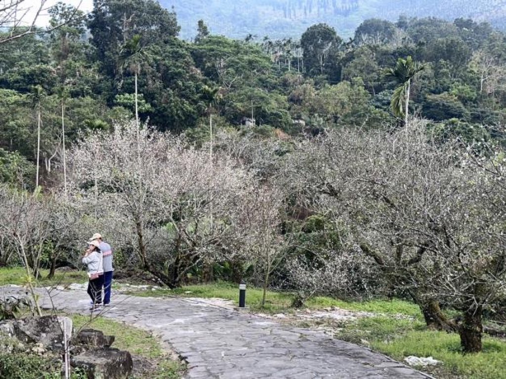 梅得in Tainan！楠西梅嶺梅花大爆發<大和傳媒>