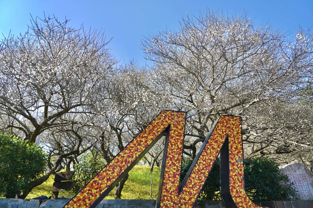 梅山公園梅花綻放 嘉義縣邀遊客一同追「平地雪景」<大和傳媒>