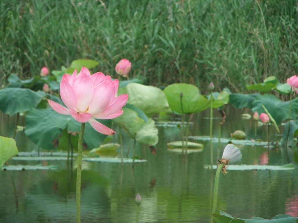 賞花不必等夏天 大漢溪新海濕地首波荷花搶先盛開<大和傳媒>