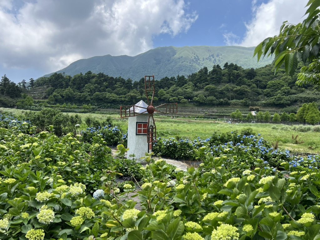 繡球花海正盛開　歡迎打卡賞花趣<大和傳媒>