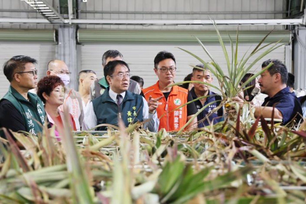 關廟鳳梨產業大變革！南市推農廢回收再生、農膜清除、農藥減量三合一<大和傳媒>