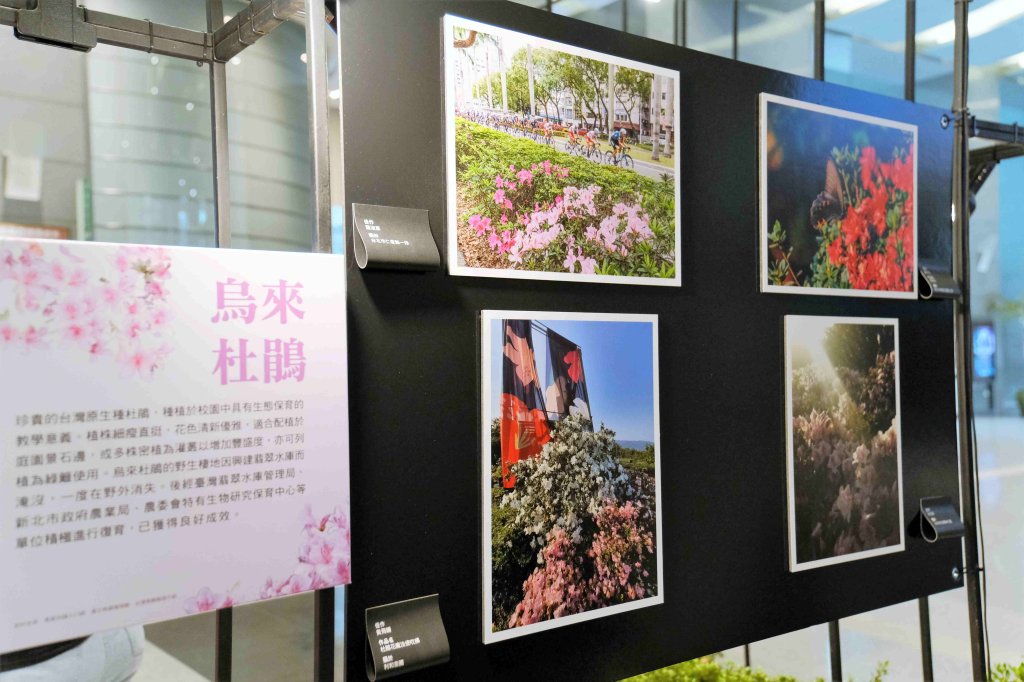 2025萬金杜鵑攝影展6月4日開展 觀展贈樹苗<大和傳媒>