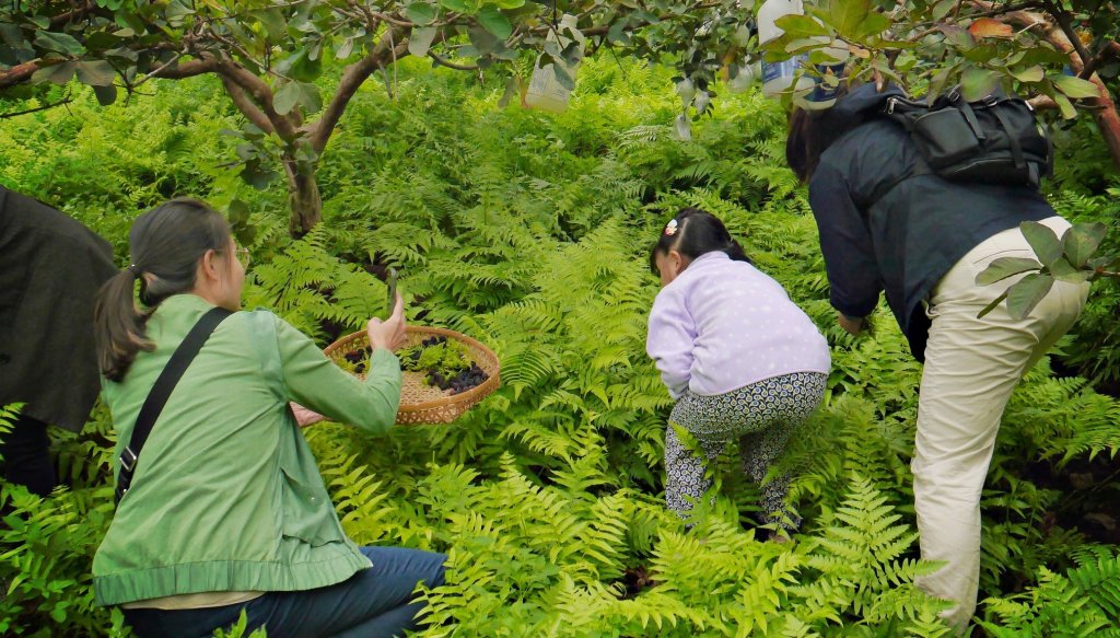 新北惜食餐廳帶路 嚐當季在地美味<大和傳媒>