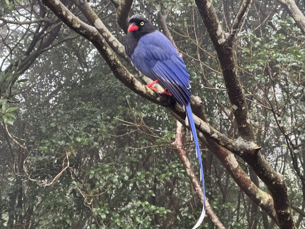臺灣藍鵲育雛期來臨 新北動保處呼籲：撐傘、繞道、尊重牠<大和傳媒>