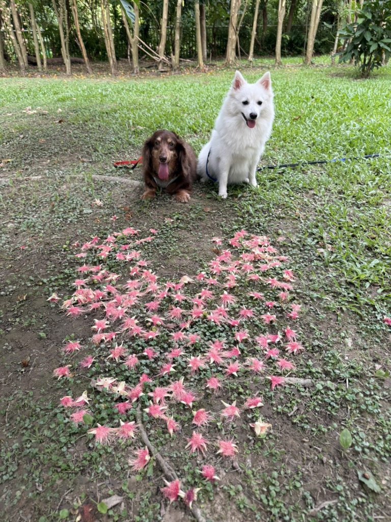 鳥語花香童歡笑 榮星花園美景迎夏<大和傳媒>