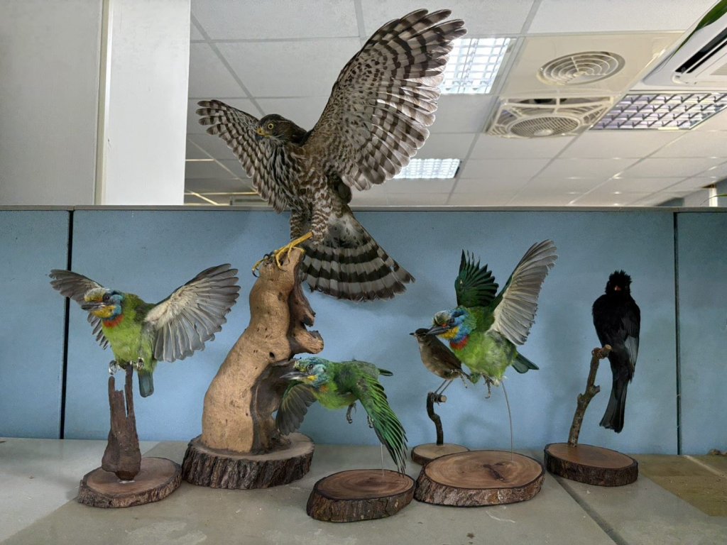 翡翠水庫「黑鳶」故事啟示 將籌設水資源生態「標本」展區<大和傳媒>